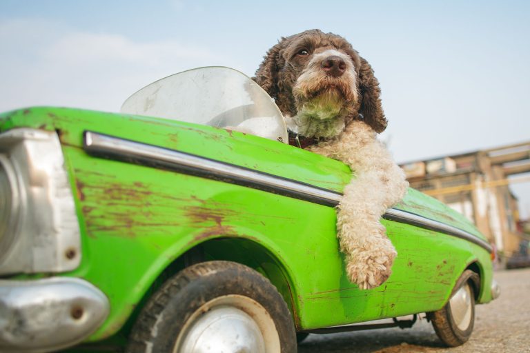 Man Blames Dog for DWI and Evades Police