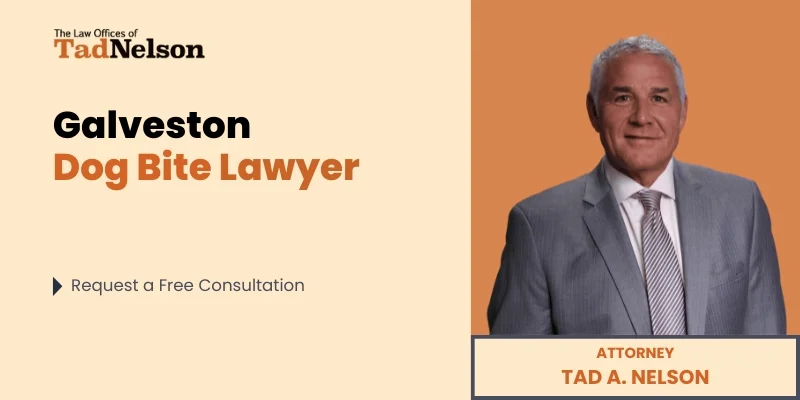 best galveston dog bite lawyer