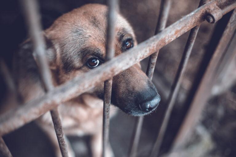 Is Animal Cruelty Illegal in Texas?